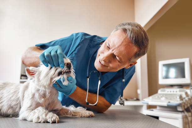 Best Mobile Emergency Dentist in Statesville, NC